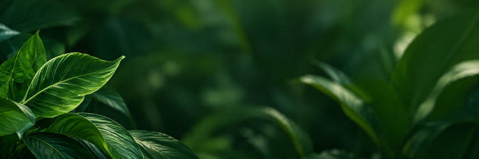 Decorative botanical leaves