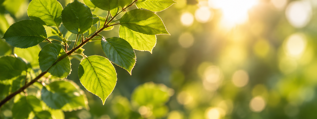 Fresh green leaves glowing in warm sunlight